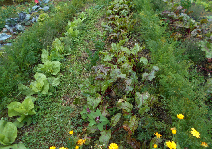 Mulchologie: Das 1×1 des Mulchens. Die Serie beginnt!