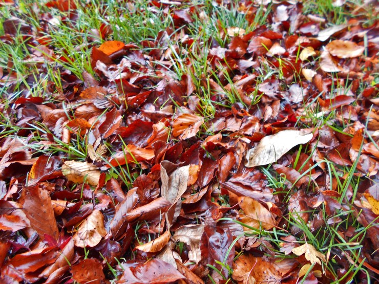 Ein Schatz des Herbstes: Laub und was man alles damit machen kann