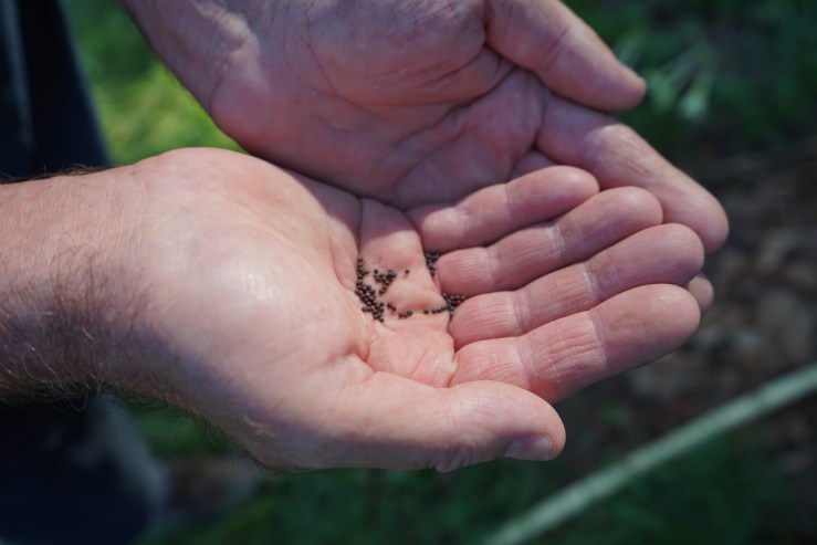 Aussaat im August, Selbstversorgung ohne Stress und die Sommerfrage: Wohin mit der ganzen Ernte?